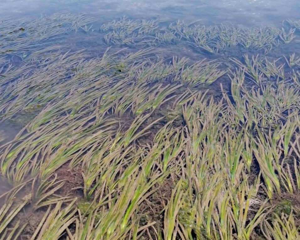 Universidade de Aveiro coordena estudo para repovoar Ria com erva marinha ameaçada.