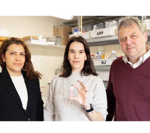  CICECO cria biomaterial com potencial para medicina regenerativa e engenharia de tecidos.
