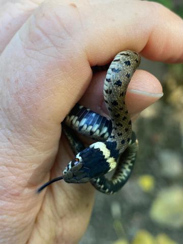 COBRAS DE PORTUGAL