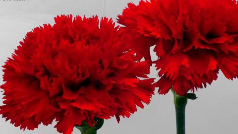 Ílhavo: Poesia e música como destaque no 25 de Abril.