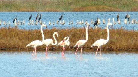 EuroBirdwatch17 - Sábado 30 Set