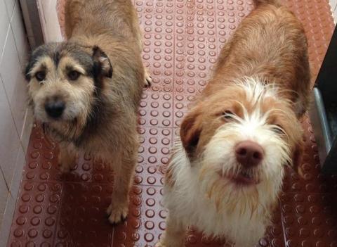 Programa de Apoio à Esterilização Animal tem nova campanha até final do ano.