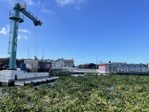praga de jacintos invade o canal de mira