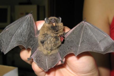 Albergaria convida a descobrir os morcegos na Pateira de Frossos.
