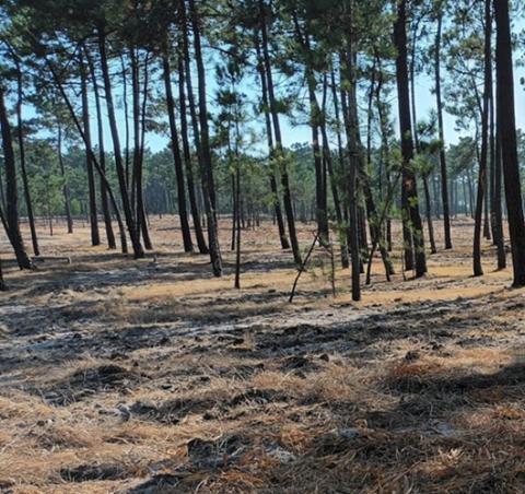 ilhavo celebra acordo com o estado para limpeza de floresta