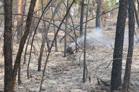 Bombeiros continuam indisponíveis para dispositivo de combate a incêndios florestais..