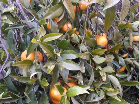 Heróis da Fruta entrega prémios em Ovar.