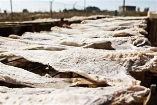 XX Capítulo da Confraria Gastronómica do Bacalhau marcado para domingo.