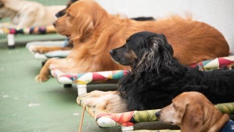  Os Animais de Companhia vêm à Escola para assinalar o Dia Mundial do Animal