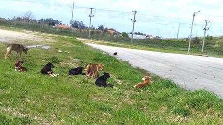 Manifestação pelos Direitos dos Animais em Aveiro