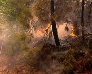 BUPi já identificou mais de 500 mil propriedades e quer ser peça fundamental no combate aos incêndios rurais.