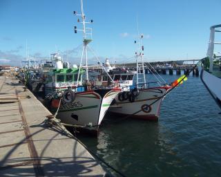 GNR: 300 quilos de pescada e 60 quilos de polvo apreendidos na Gafanha da Nazaré.