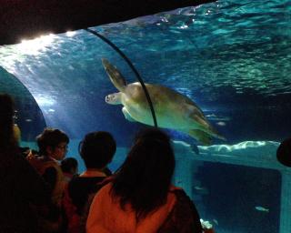 Jovens de Ílhavo visitaram o World of Discoveries e SeaLife no Porto.