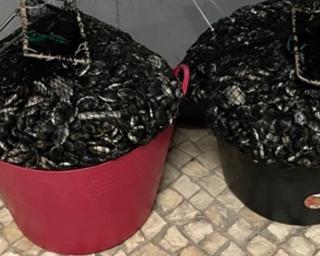 GNR da Gafanha da Nazaré: Apreensão de 104 quilos de bivalves. GNR da Gafanha da Nazaré: Apreensão de 104 quilos de bivalves.