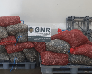 GNR apreendeu centenas de quilos de bivalves no Porto da Gafanha.