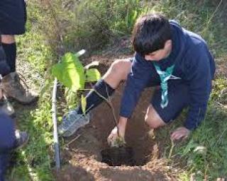 Escuteiros plantam mil pinheiros no local onde acamparam no último verão.