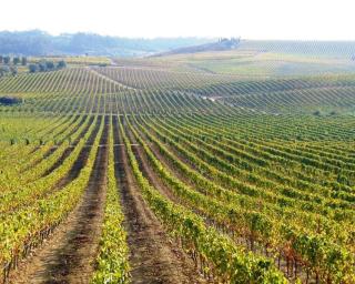 Bairrada tem o ‘Melhor Espumante’ do ‘Concurso Vinhos de Portugal 2019’.