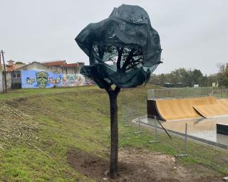 Câmara transplanta árvores da Avenida para o Parque da Cidade.