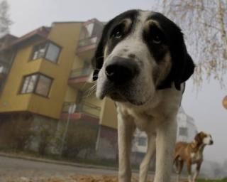 Aveiro: Autarquia apresenta pilares de campanha Animais de companhia.