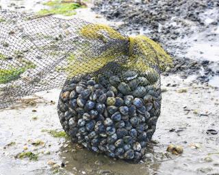 Descobrir soluções para conservar o ameaçado berbigão na costa atlântica.