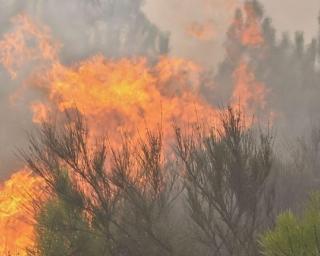 Incêndio em mato em fase de 'resolução' na zona de Requeixo.