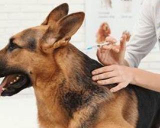 Vacinação e identificação eletrónica de cães arranca esta quarta-feira em Ílhavo.