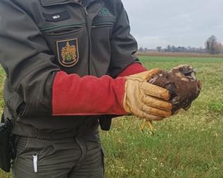 Albergaria-a-Velha: GNR resgata águia sapeira.