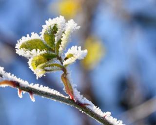 Muito frio na região de Aveiro nos próximos dias. Frio continua no fim-de-semana. Há oito Distritos sob aviso amarelo.