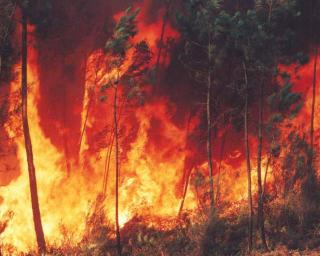 'Ordenamento e Gestão do território na prevenção de incêndios rurais' em debate em Albergaria.