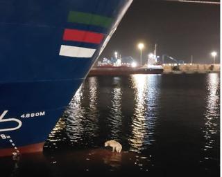 policia maritima resgate cao em quebra gelo de navio no porto de aveiro