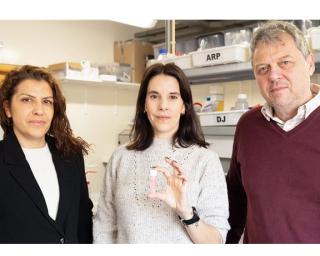  CICECO cria biomaterial com potencial para medicina regenerativa e engenharia de tecidos.