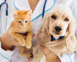 Município de Ílhavo lança programa de apoio à esterilização de animais de companhia