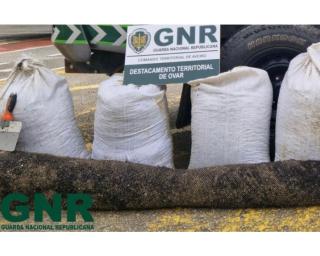 GNR identifica mariscadores por captura ilegal de bivalves