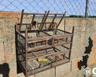 gnr deteve homem que usava gaiolas alcapao para apanhar pintassilgos