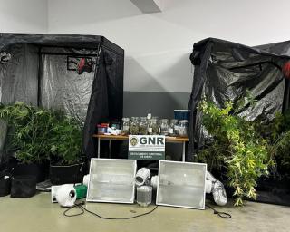 gnr deteve na gafanha jovem pelo cultivo de canabis