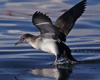 APEA pede ajuda aos pescadores para proteger familiares dos albatrozes.