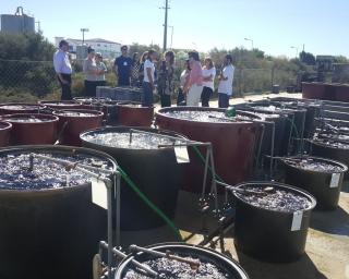 Ílhavo: ALGAplus debate benefícios da aquacultura de algas em Portugal.