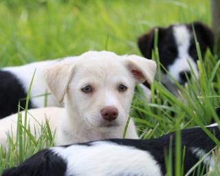 Câmara de Oliveira do Bairro promove acções de vacinação para animais de companhia.