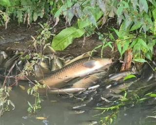 Lactogal assume incidente em reservatório de leite que esteve na origem de morte de peixes no Rio Antuã.