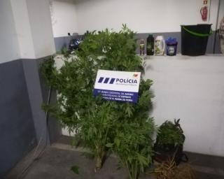 Jardineiros suspeitos de cultivar cannabis em Ovar.