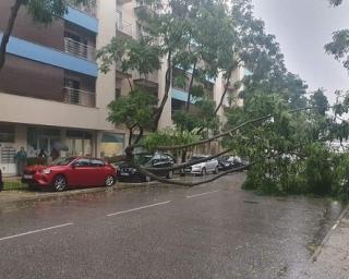 Aveiro: Autarquia concretiza abate de árvores em risco na rua engº Carlos Bóia e pede vistoria urgente.