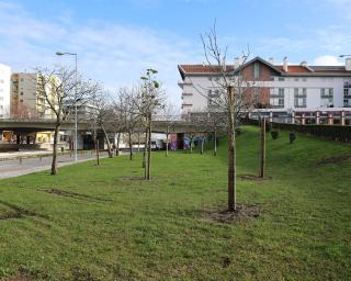 Aveiro anuncia a plantação de novas árvores no Centro da cidade.