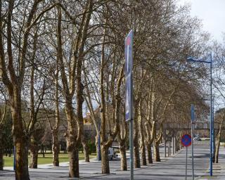 Aveiro: Autarquia anuncia obra na baia de estacionamento da avenida Artur Ravara.