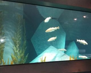 Museu Marítimo de Ílhavo celebra o 7.º aniversário do Aquário dos Bacalhaus.