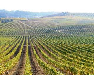 Exportação com peso crescente na Bairrada.