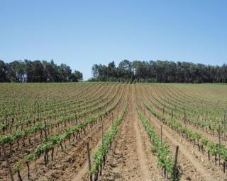 Rota da Bairrada em força na BTL.