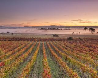 'Aqui na Bairrada 2019’ mostra espumantes, vinhos e sabores nos dias 14 e 15 de Setembro.