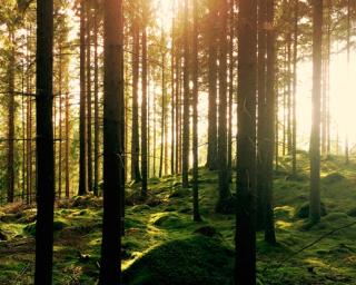 'Ação de Sensibilização e Informação' para o setor Agroflorestal marcada para hoje em Requeixo. 