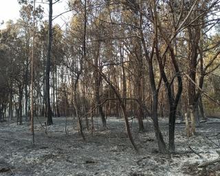 Bioliving apostada na recuperação de áreas ardidas em Canelas.