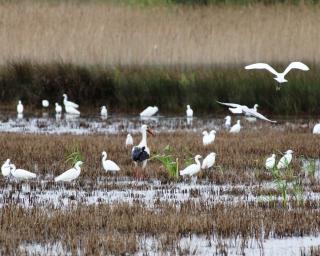 Estarreja, Aveiro e Covilhã garantem 300 mil euros para programação em rede.